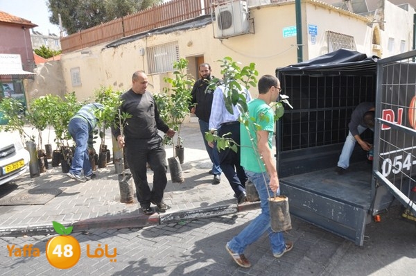 trees shamela 0321 (40).JPG